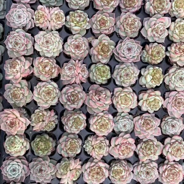 022. Echeveria ‘Red Velvet’