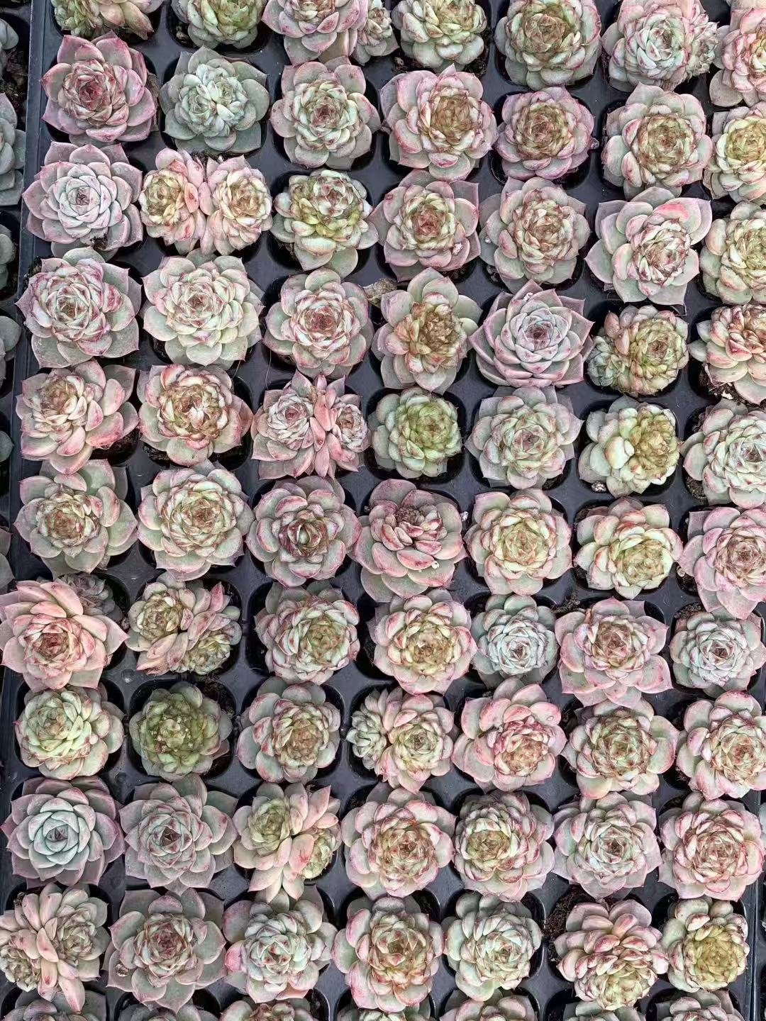 Echeveria 'Red Velvet'