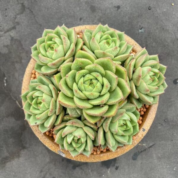 067. Aloe variegata L