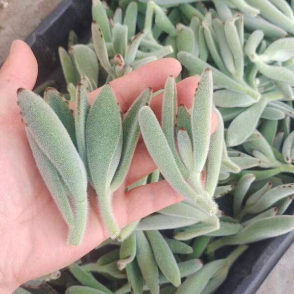 086. Kalanchoe eriophylla