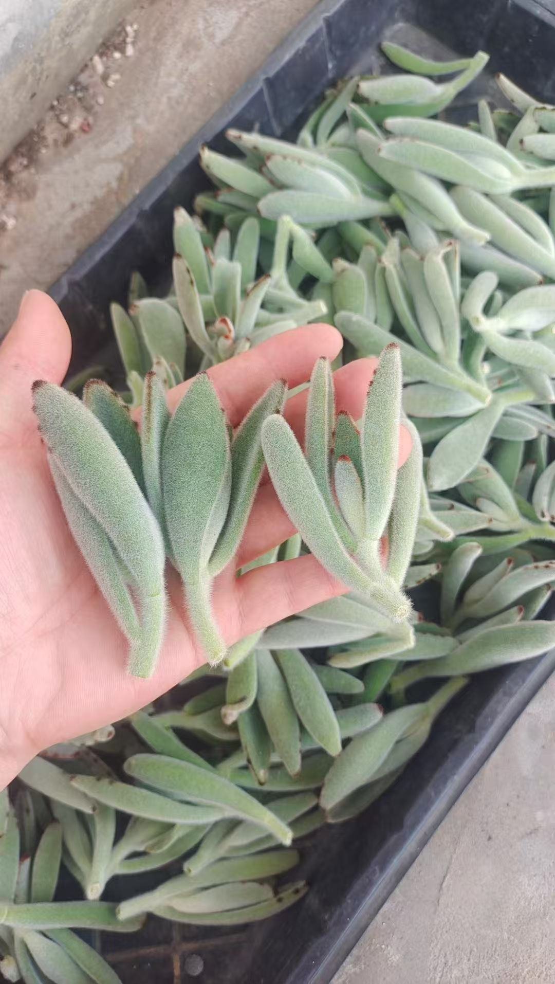 Kalanchoe eriophylla