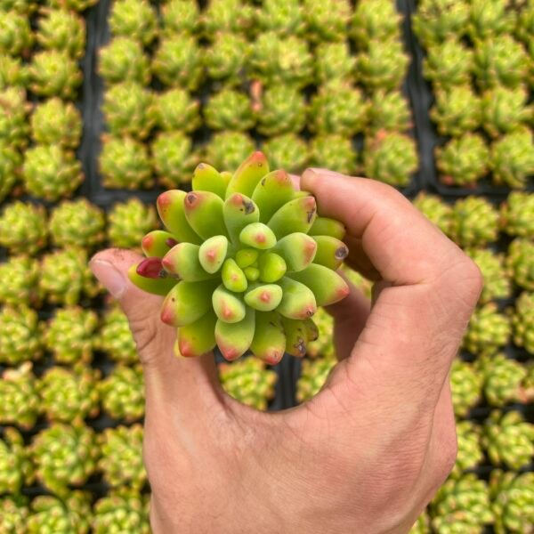 170. Sedum ‘Alice Evans’