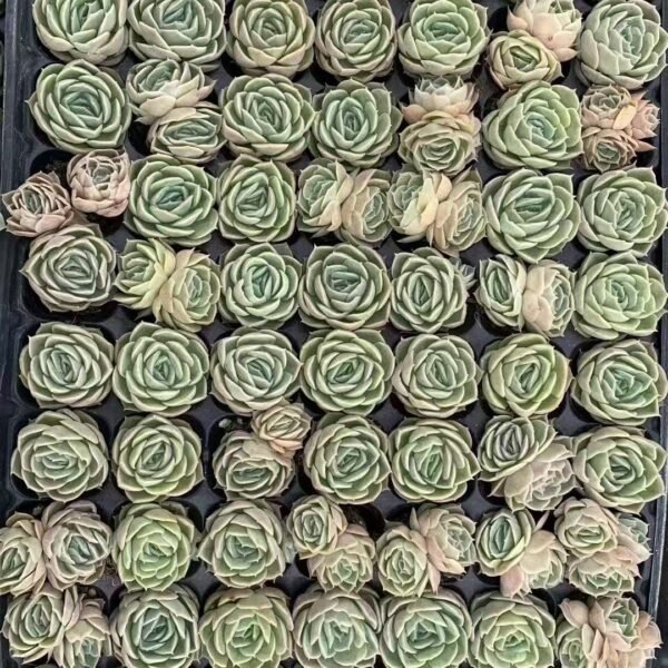 128. Echeveria ‘Onslow’