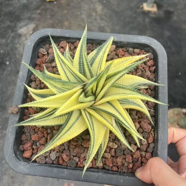 019. 石莲花“玻璃美人”