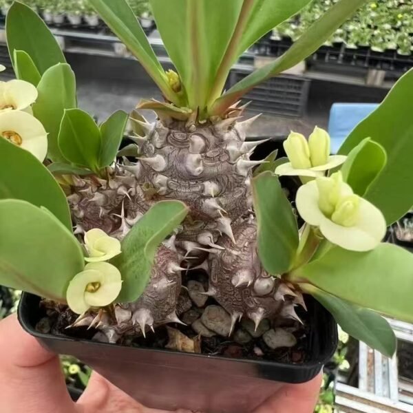 007. Euphorbia parvimedusae