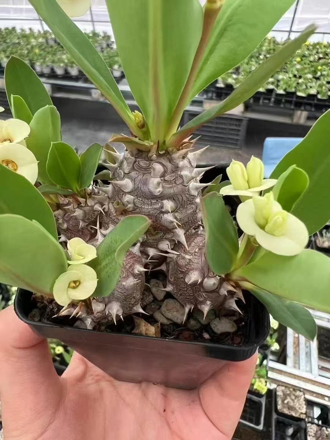 Euphorbia parvimedusae