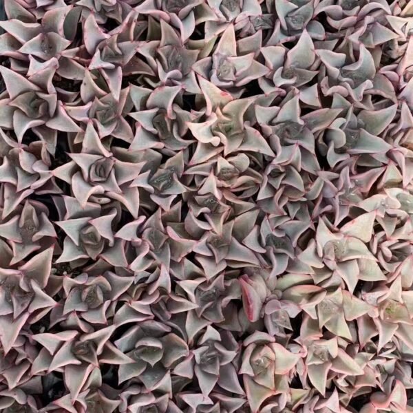 199. Echeveria ‘Madiba’