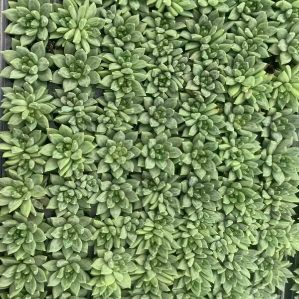 058. Alocasia scalprum