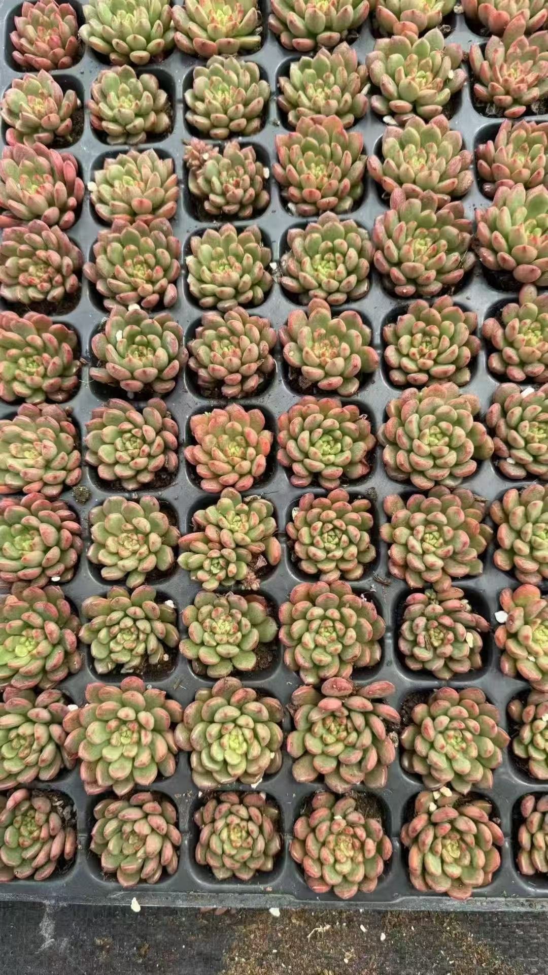 Sedeveria 'Pink Ruby'