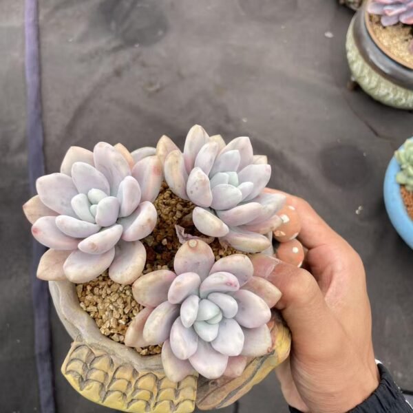 Graptoveria ‘Opalina’