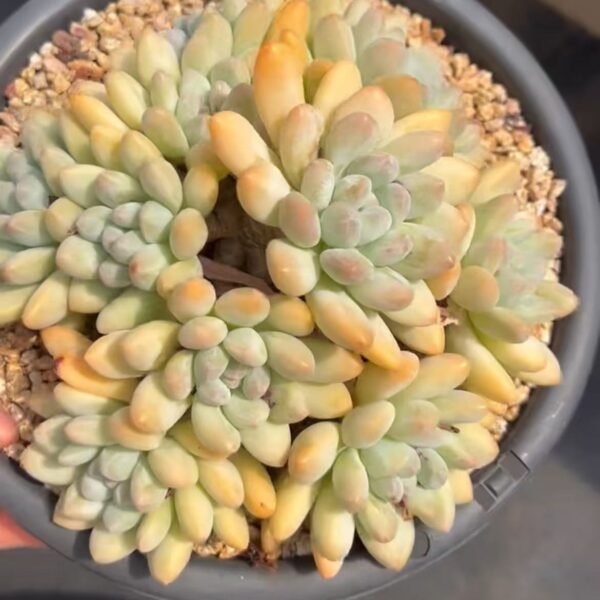 Echeveria ‘Perfume’