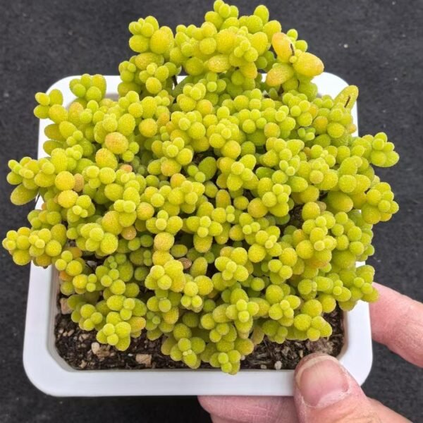 028. Echeveria ‘Kumquat’