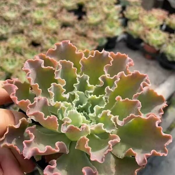 099. Echeveria ‘Blue Curls’