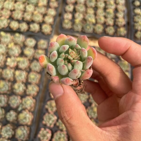 058. x Sedeveria ‘Blue Elf’