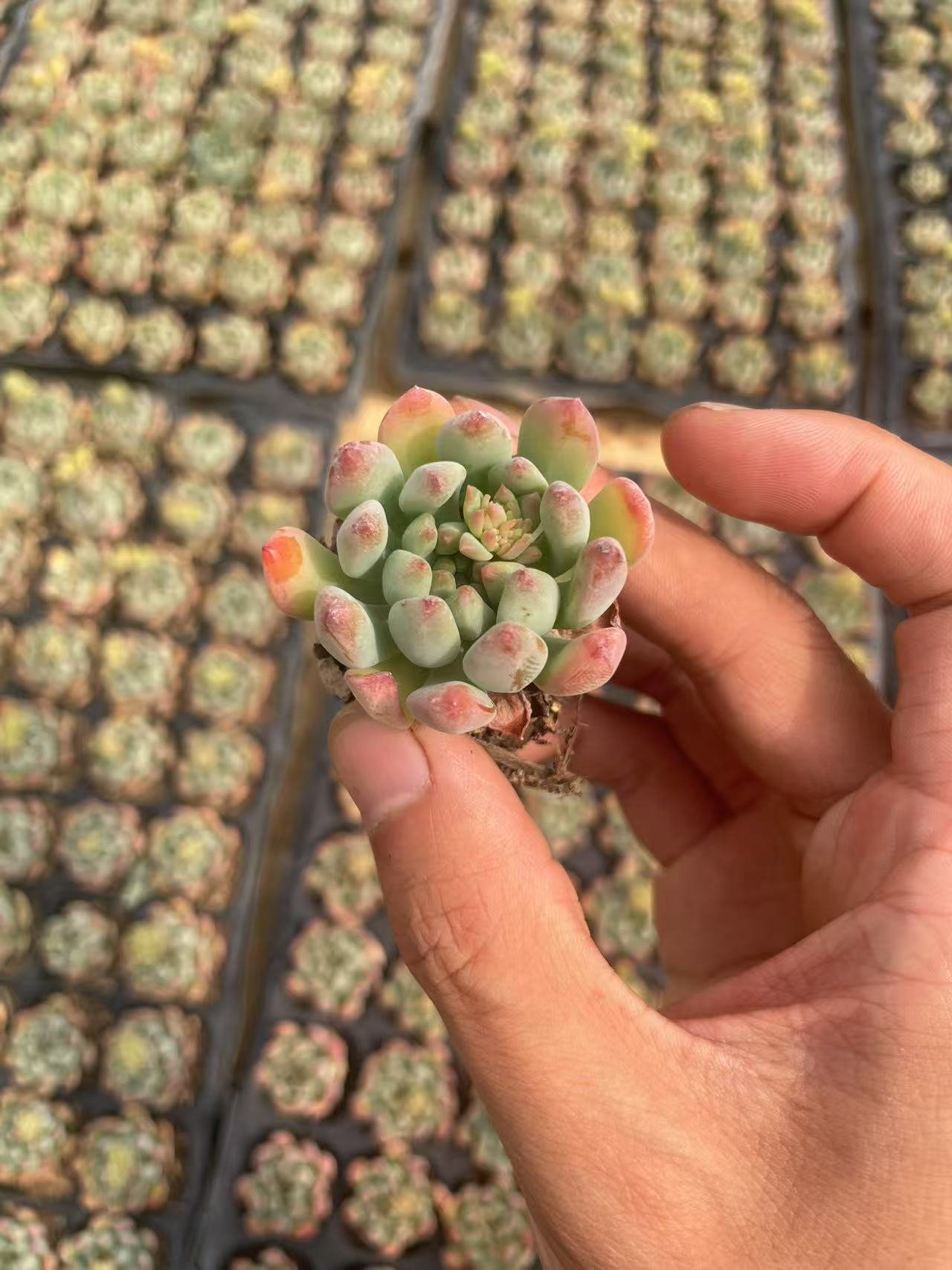 x Sedeveria 'Blue Elf'