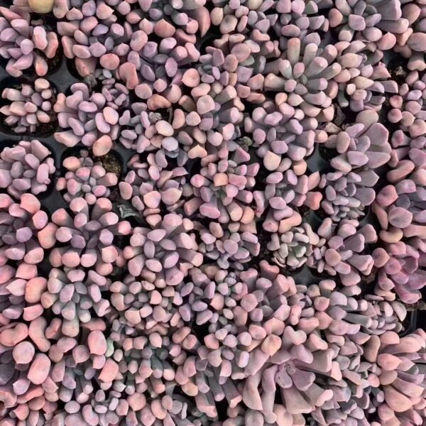 048. Graptoveria ‘Topsy Debbi’