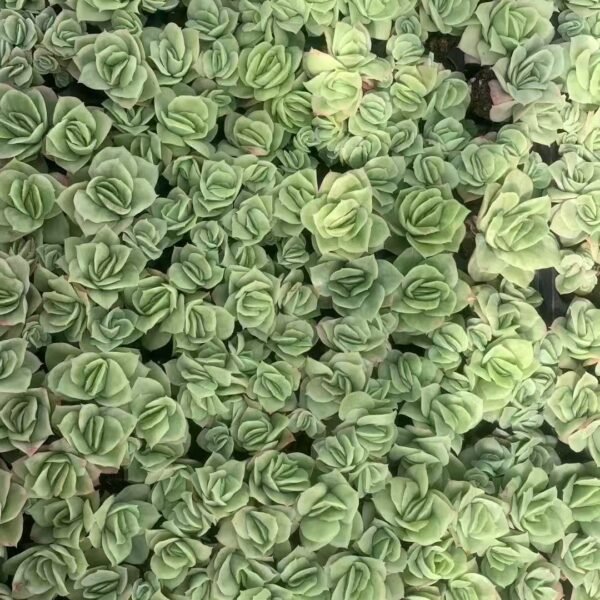 079. Echeveria ‘Rasberry Ice’