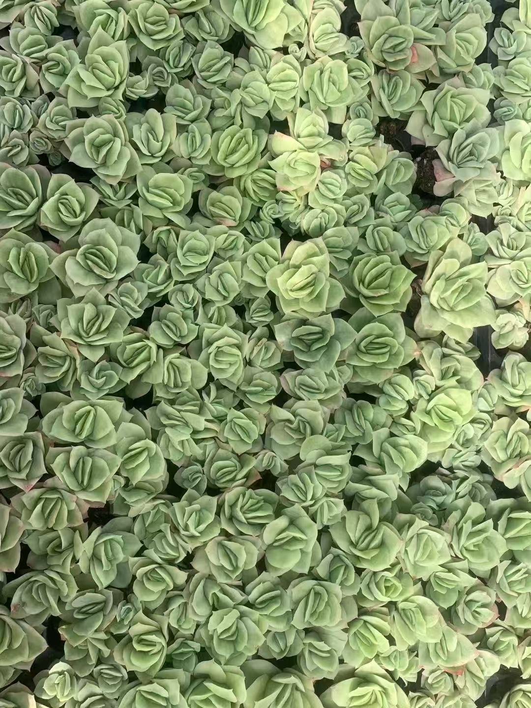 Echeveria 'Rasberry Ice'