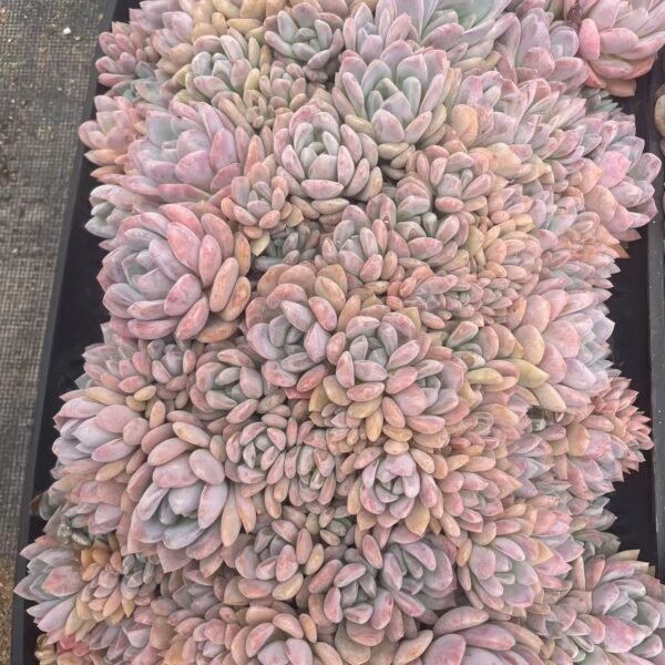 102. Echeveria ‘Monroe’