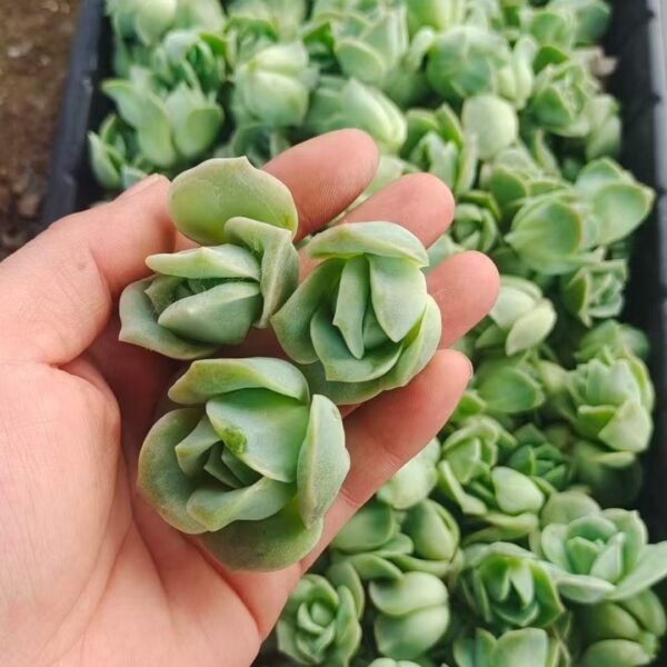 179. Echeveria ‘Lovely Rose’