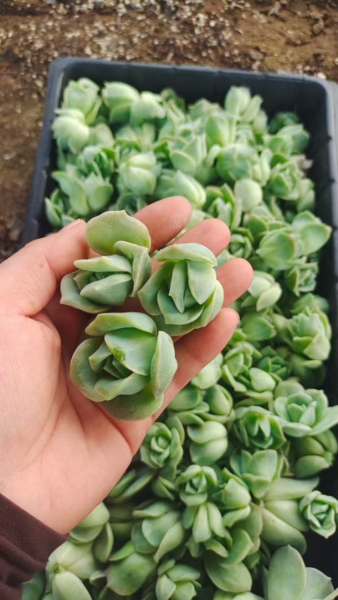 Echeveria 'Lovely Rose'