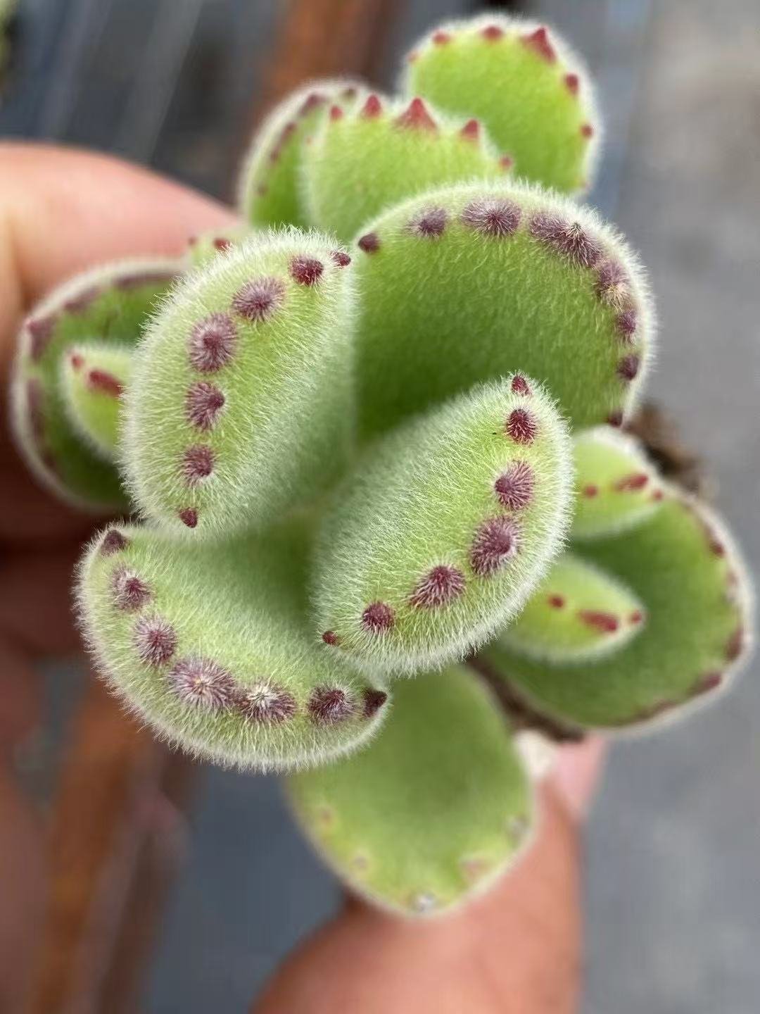 Cotyledon tomentosa