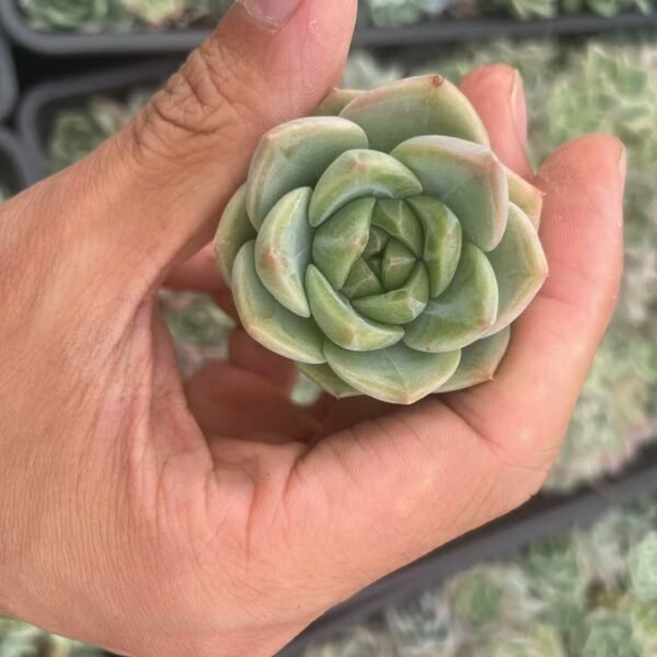 180. Echeveria ‘Champagne’