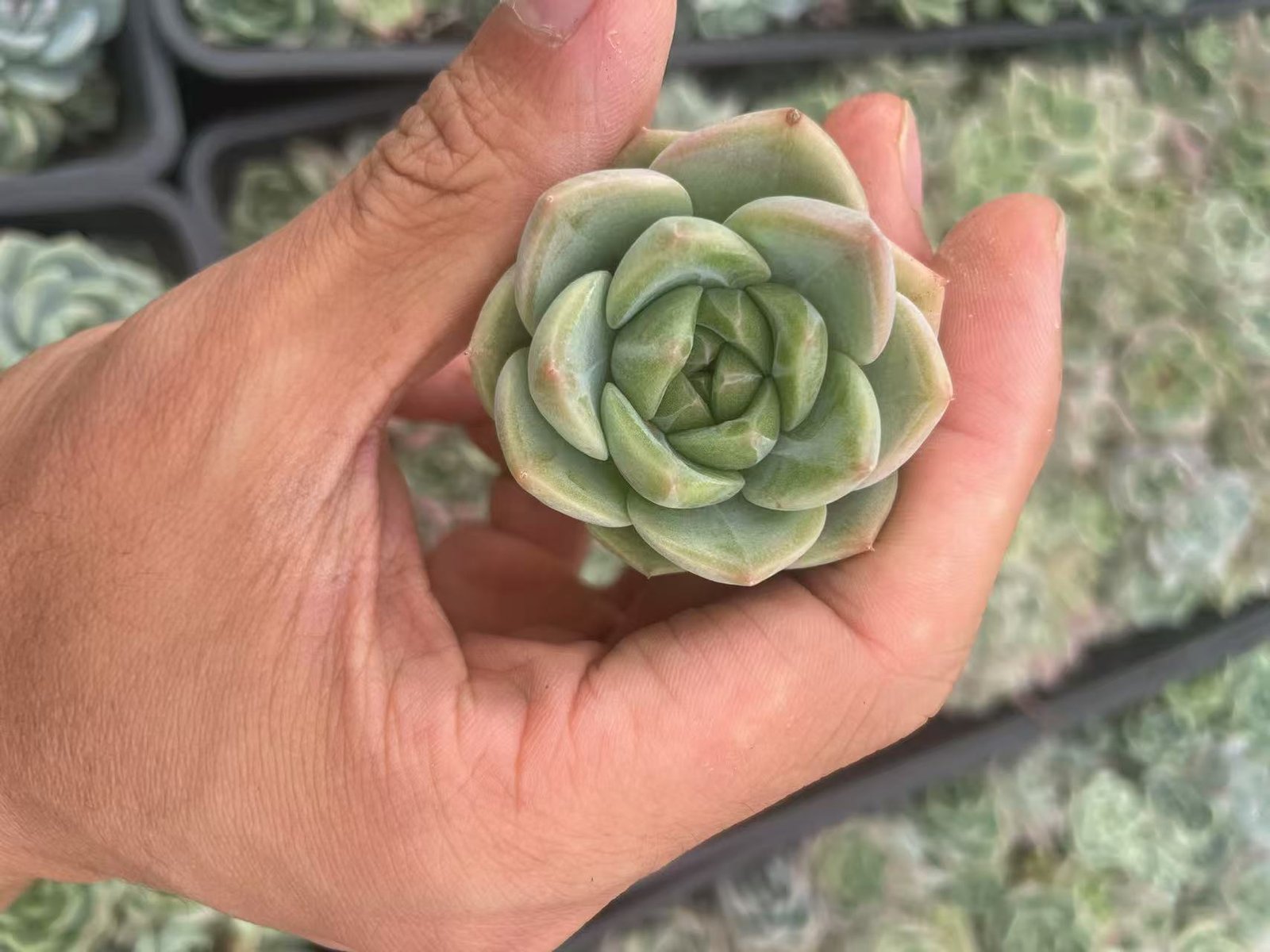 Echeveria 'Champagne'