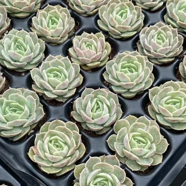 186. Echeveria ‘Onslow’