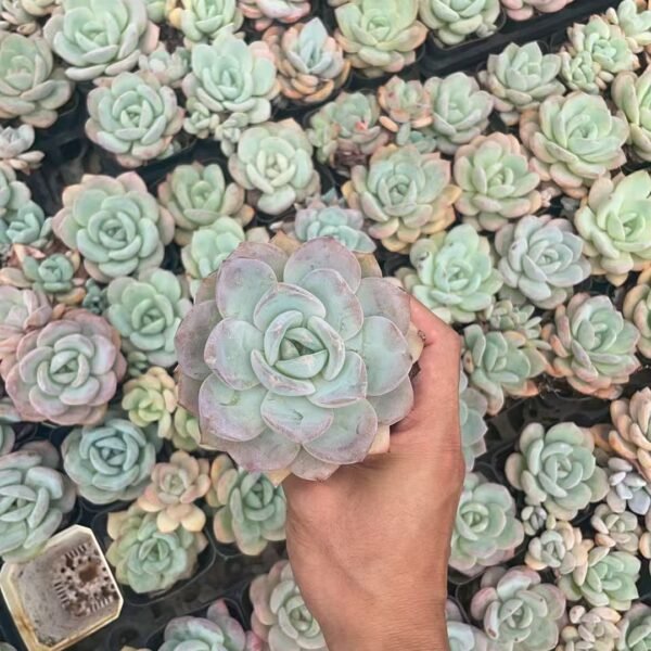 044. Pachyveria ‘Elaine Reinelt’