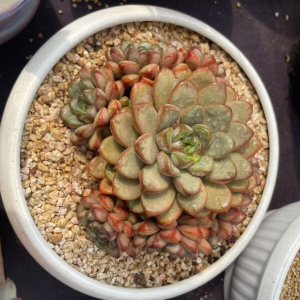 013. Graptoveria ‘amethorum’