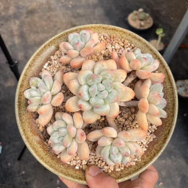 Echeveria ‘Perfume’