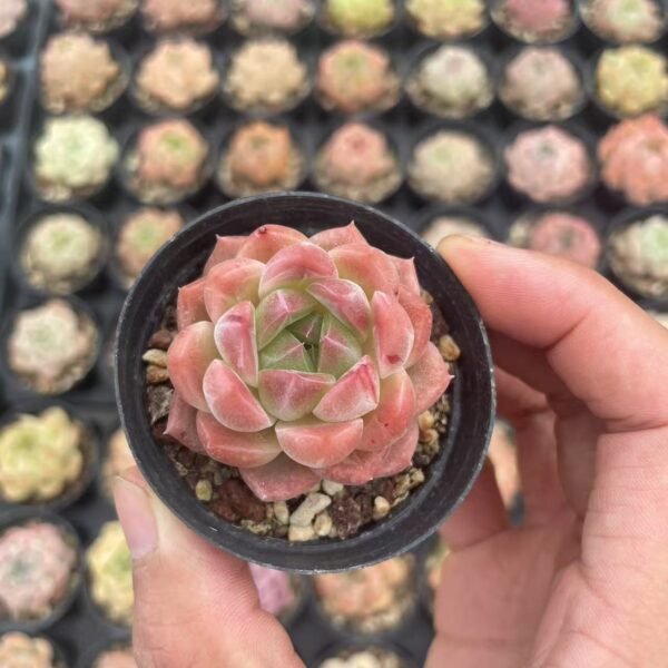 115. Echeveria Monroe