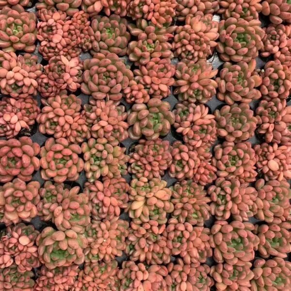 026. Sedeveria ‘Pink Ruby’