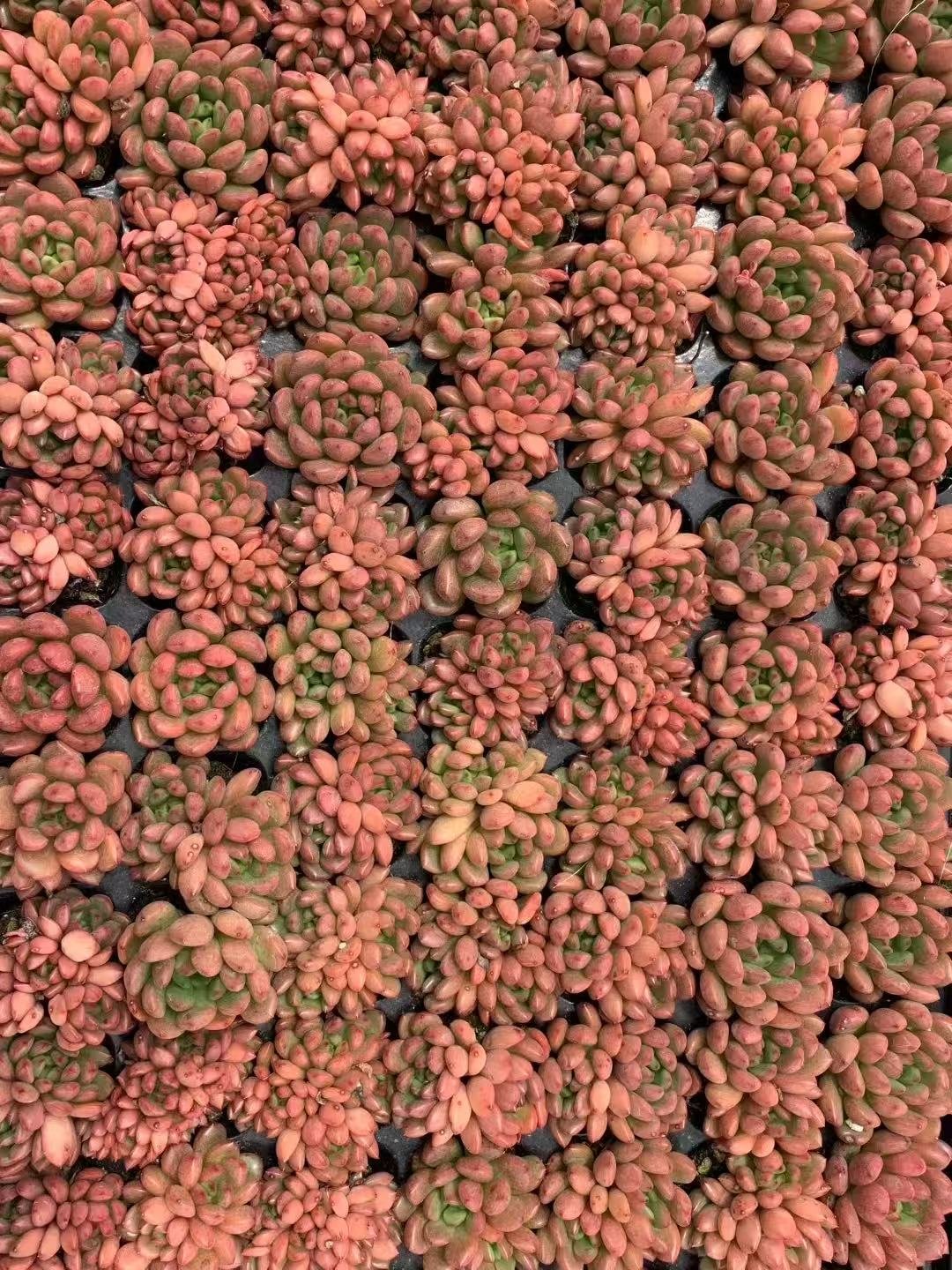 Sedeveria 'Pink Ruby'