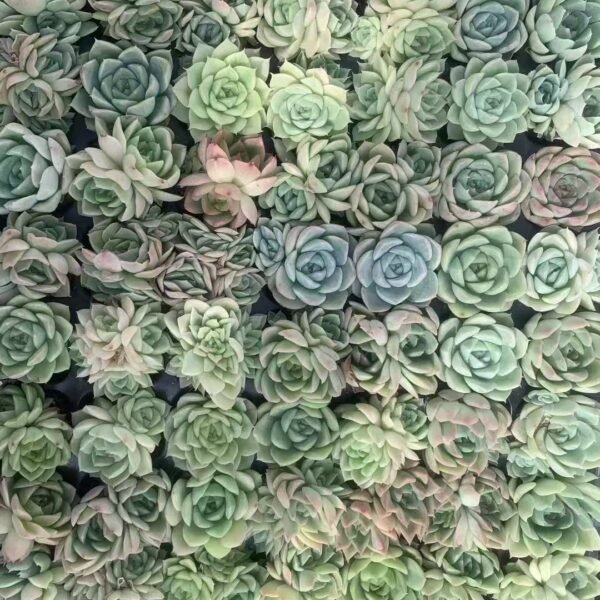 099. Echeveria Malgan S