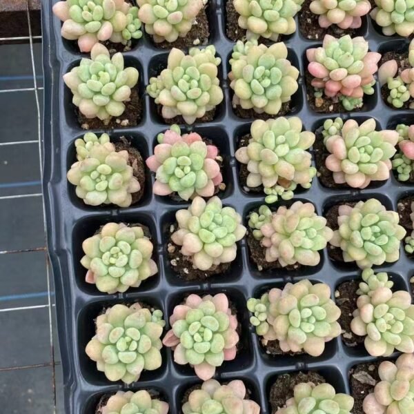 Echeveria ‘Rococo’