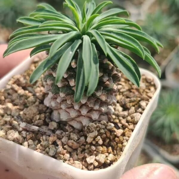 003. Euphorbia bupleurifolia