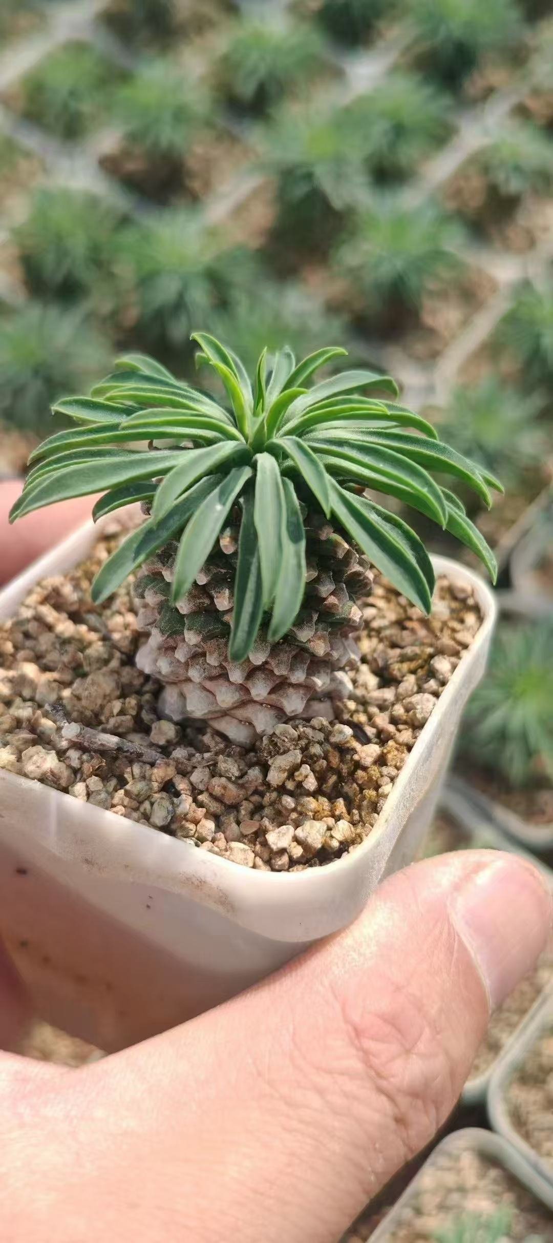 Euphorbia bupleurifolia