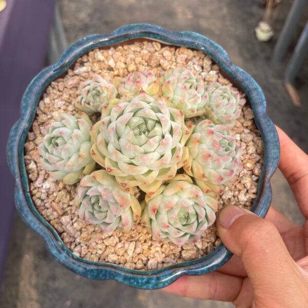 Echeveria ‘silhouette’
