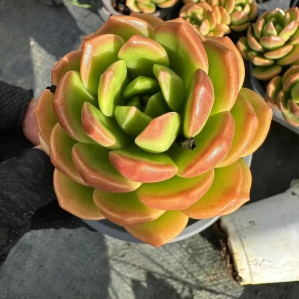 005. Echeveria ‘Blue Apple’