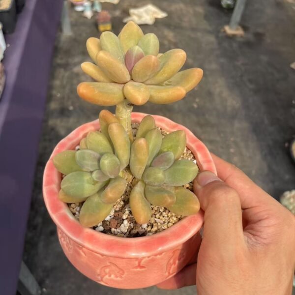 168. Pachyphytum ‘Captain Jessop’