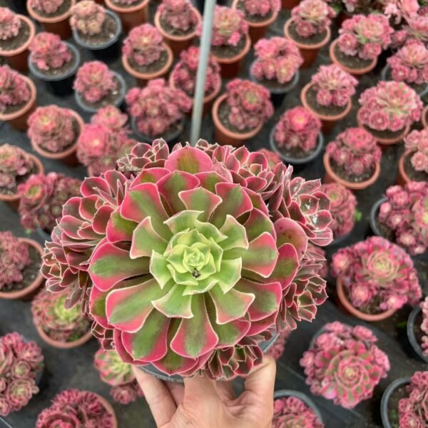 011. Aeonium ‘Pink Witch’