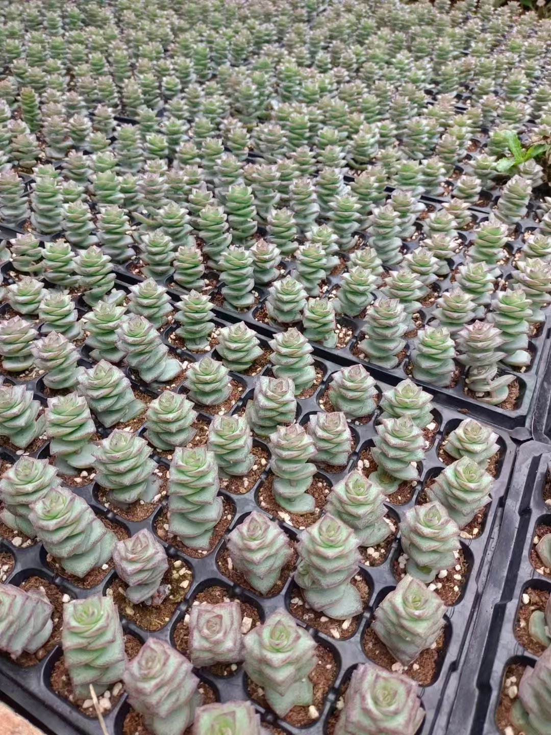 Crassula marnieriana