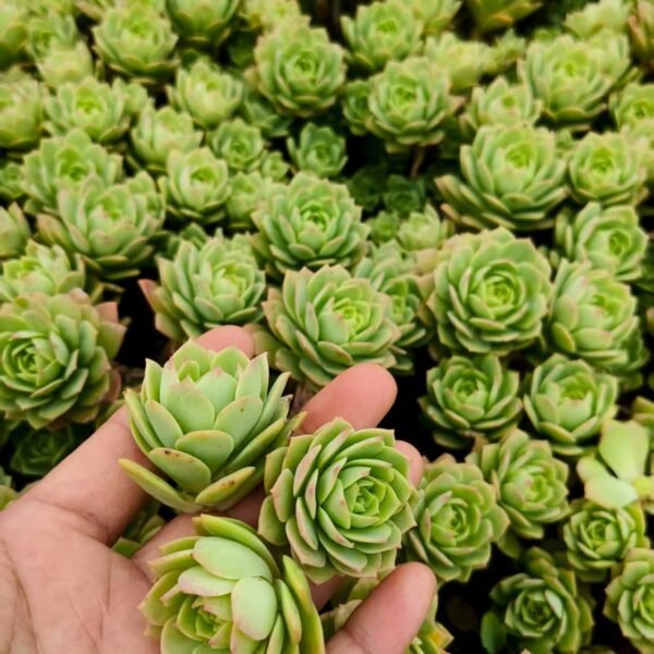 101. Sedeveria ‘Green Rose’