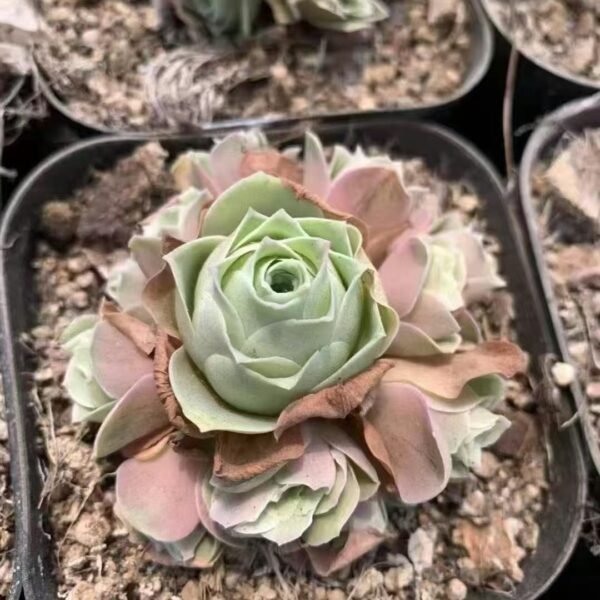 001. Aeonium aureum