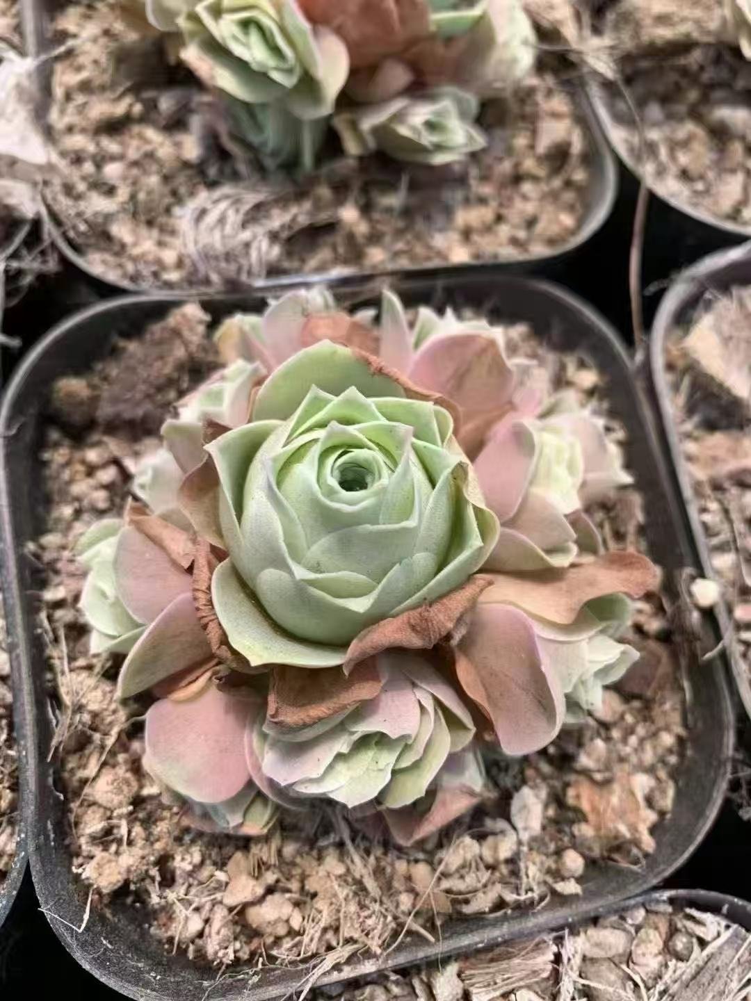 Aeonium aureum