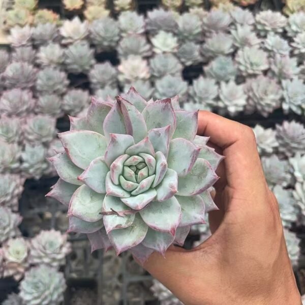 093. Echeveria ‘Brink’s Blue’