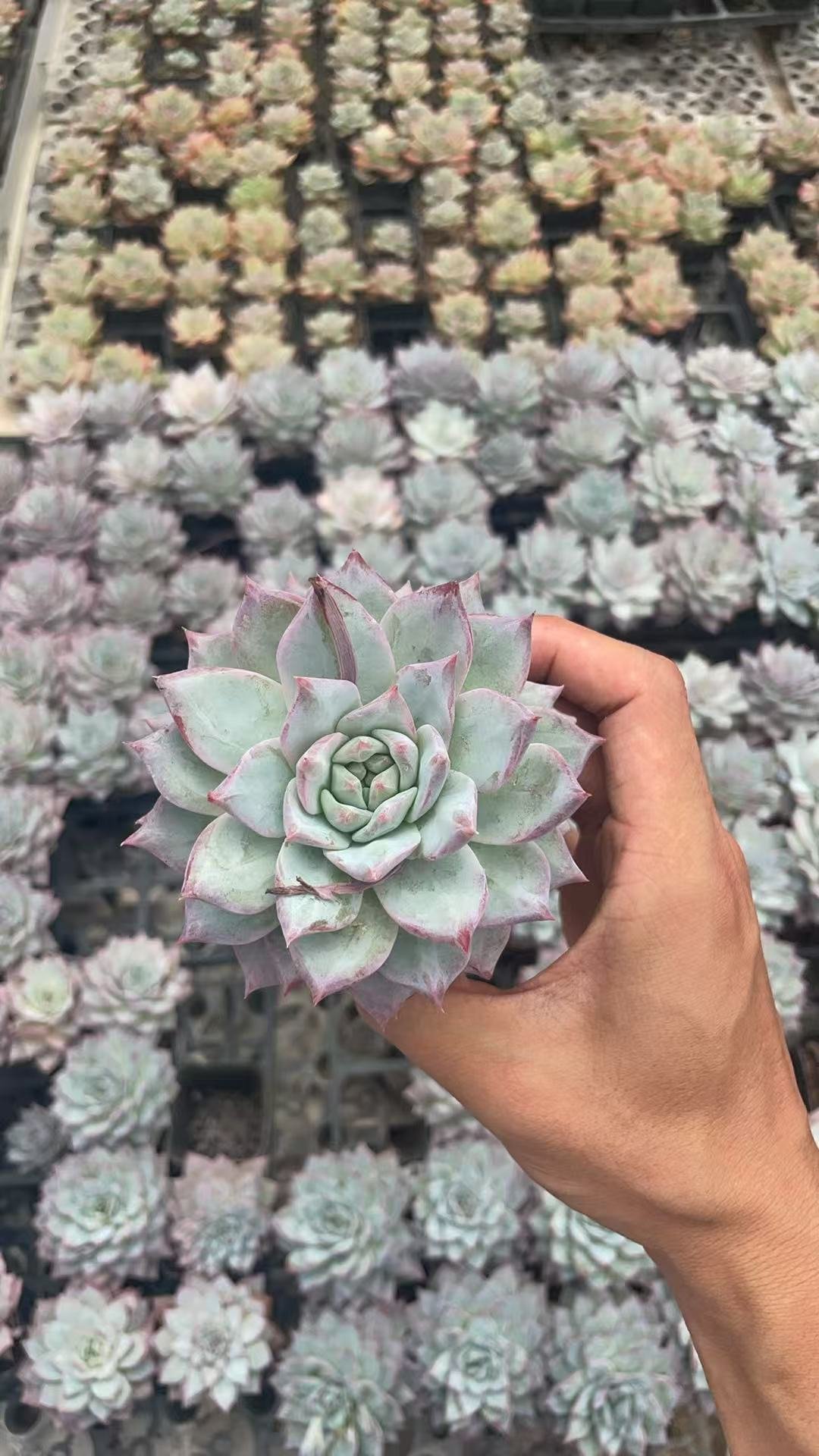 Echeveria 'Brink's Blue'