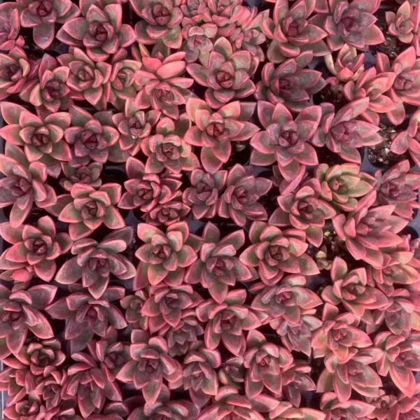 003. Echeveria ‘Dusty Rose’